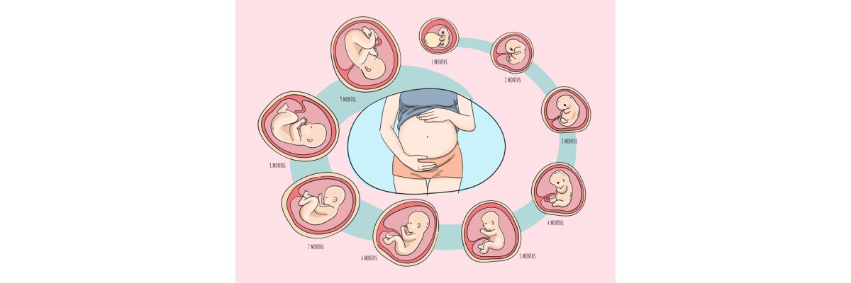 Überblick über die Schwangerschaftswochen und Entwicklung des Embryos (mit Größentabelle) - 