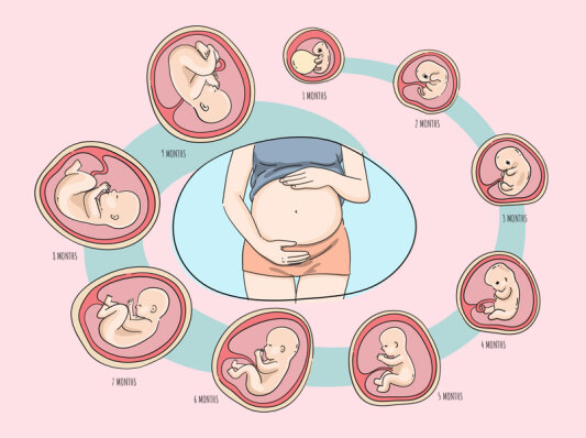 Überblick über die Schwangerschaftswochen und Entwicklung des Embryos (mit Größentabelle) - 