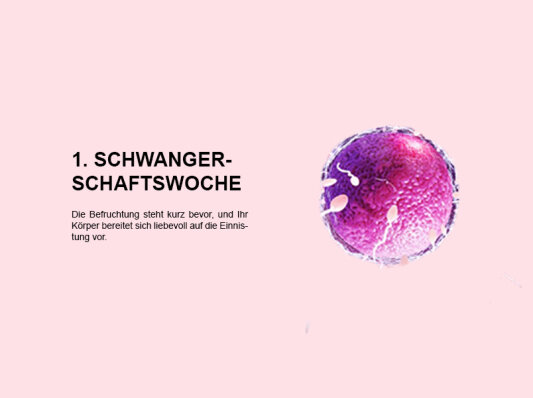 Die erste Schwangerschaftswoche (SSW 1): Ein sensibler Beginn voller Hoffnung und Vorbereitung - 