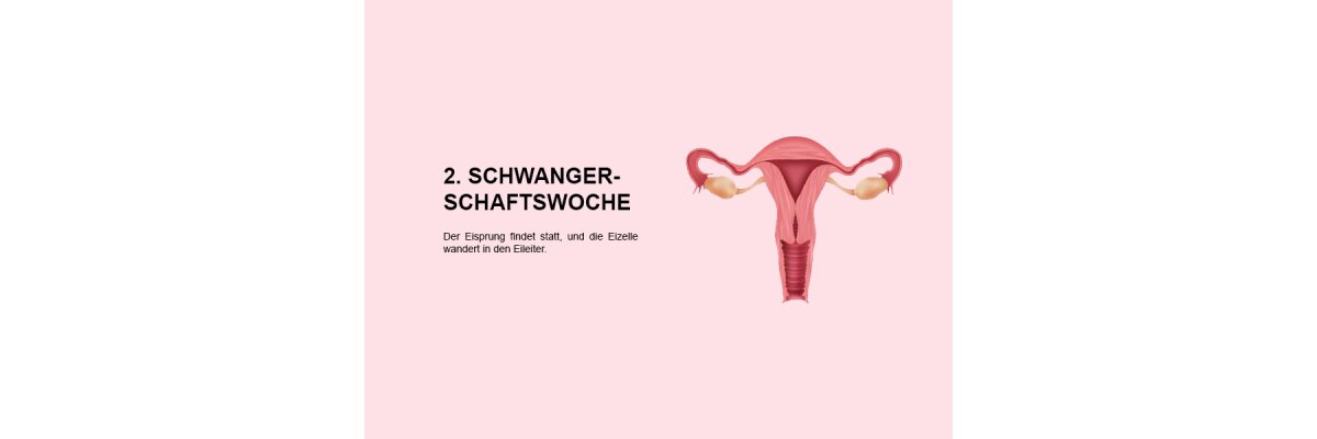 Die zweite Schwangerschaftswoche (SSW 2): Ein umfassender Überblick für werdende Eltern - 