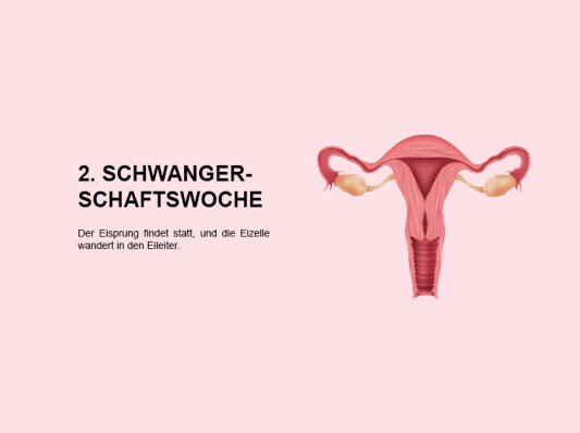Die zweite Schwangerschaftswoche (SSW 2): Ein umfassender Überblick für werdende Eltern - 