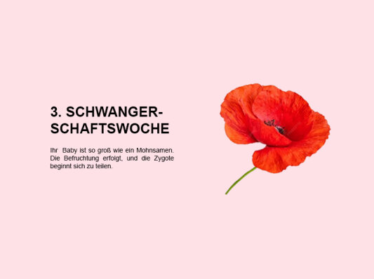 Die dritte Schwangerschaftswoche (SSW 3): Beginn des Lebens – von der Befruchtung bis zur frühen Zellteilung - 