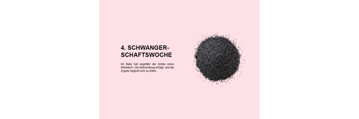 Die vierte Schwangerschaftswoche (SSW 4): Zellteilung und Beginn der Einnistung - 