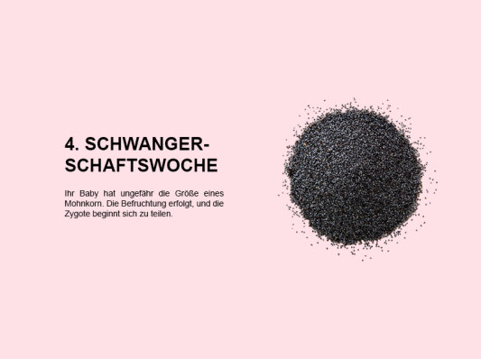 Die vierte Schwangerschaftswoche (SSW 4): Zellteilung und Beginn der Einnistung - 
