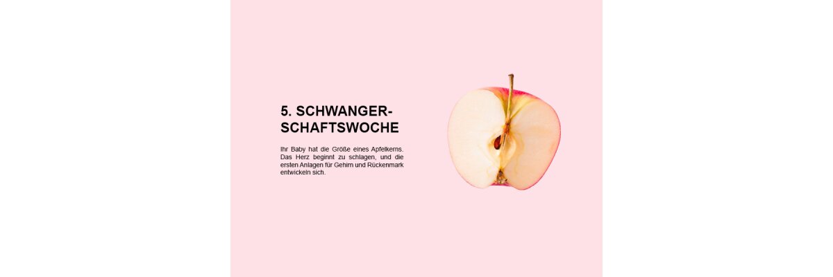 Die fünfte Schwangerschaftswoche (SSW 5): Beginn des Herzschlags und erste Anlagen für Gehirn und Rückenmark - 