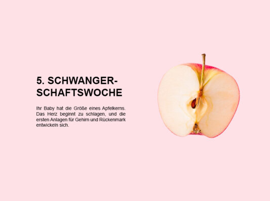 Die fünfte Schwangerschaftswoche (SSW 5): Beginn des Herzschlags und erste Anlagen für Gehirn und Rückenmark - 