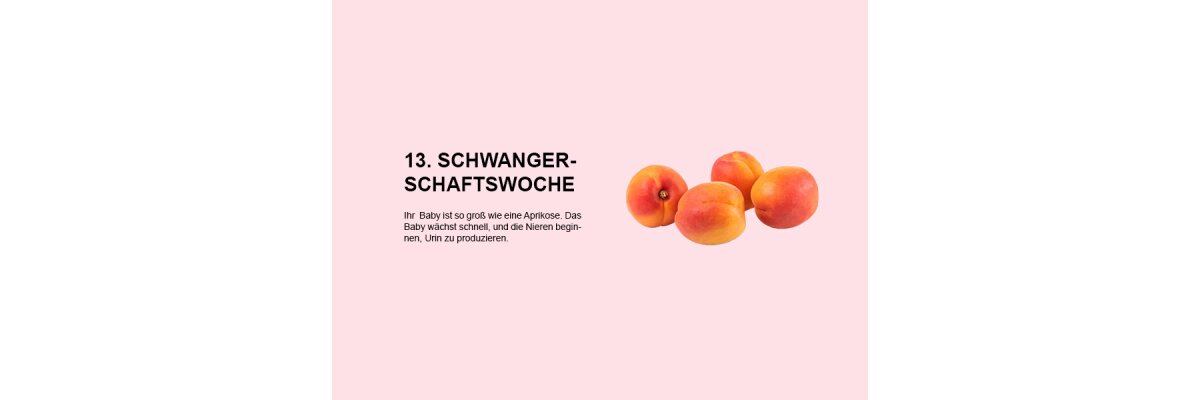 Die 13. Schwangerschaftswoche: Beginn des zweiten Trimesters und rasante Entwicklung des Babys - 