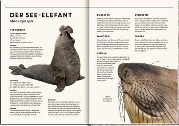 Coppenrath - Lebensgroß - Tiere der Meere und...
