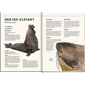 Coppenrath - Lebensgroß - Tiere der Meere und Ozeane
