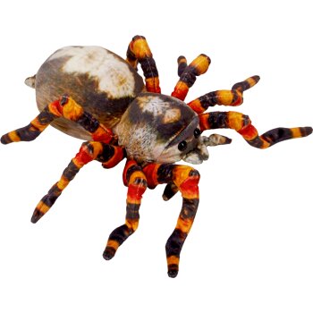 Die Spiegelburg - Nature Zoom "Wild" - Spinne (A)