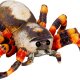 Die Spiegelburg - Nature Zoom "Wild" - Spinne (A)