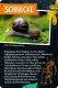 Coppenrath - 50 Insekten, Spinnen & Co. - Nature Zoom (Blechdose)