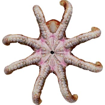 Die Spiegelburg - Nature Zoom "Wild" - Oktopus