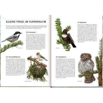 Coppenrath - Nature Zoom - Das große Buch vom Tannenbaum