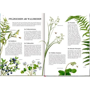 Coppenrath - Nature Zoom - Das große Buch vom Tannenbaum