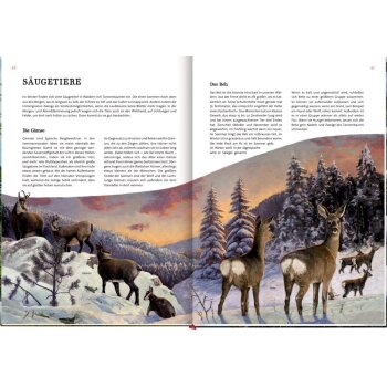 Coppenrath - Nature Zoom - Das große Buch vom Tannenbaum