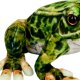 Die Spiegelburg - Nature Zoom "Wild" - Frosch